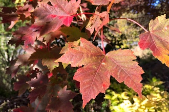 Get to Know Your Trees: The Maples—BLENDED